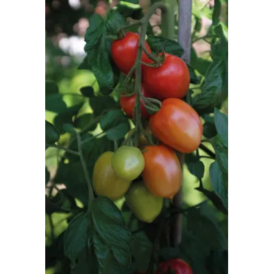 Frø tomat høy Nagina, bilde 3