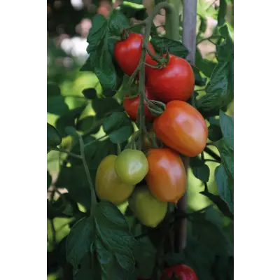 Frø tomat høy Nagina, bilde 3