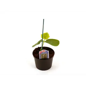 Agurk snack Picolino