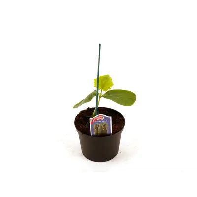 Agurk snack Picolino
