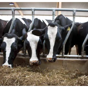 Diagonalfront kraftig DS HD