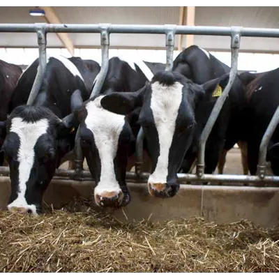 Diagonalfront kraftig DS HD