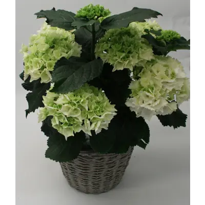 Hortensia, bilde 2