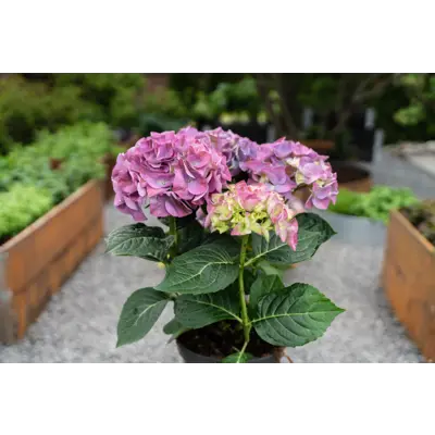 Hortensia, bilde 3