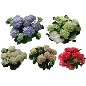 Hortensia
