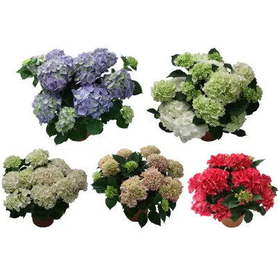 Hortensia