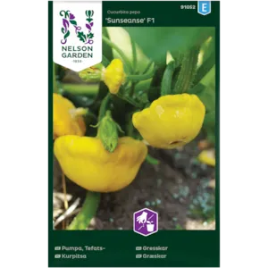 Frø gresskar Sunseanse