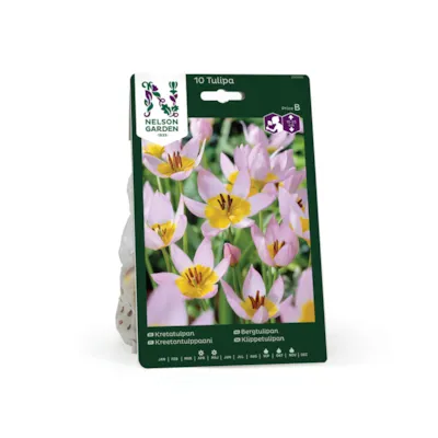 Høstløk bergtulipan