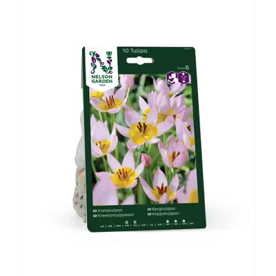 Høstløk bergtulipan