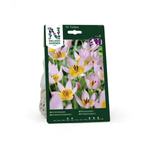 Høstløk bergtulipan