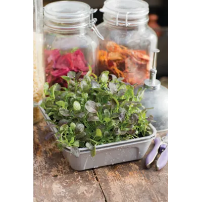 Frø Pak Choi MicroLeaf, bilde 2