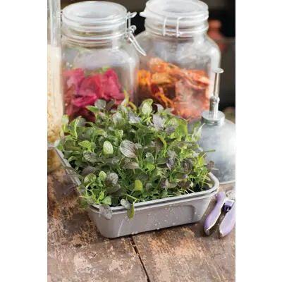 Frø Pak Choi MicroLeaf, bilde 2