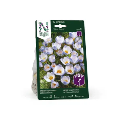 Høstløk blå begerkrokus Blue Pearl