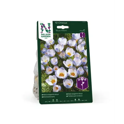 Høstløk blå begerkrokus Blue Pearl
