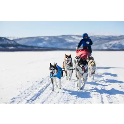 Hundedekken Long Distance Light Jacket blå, bilde 6