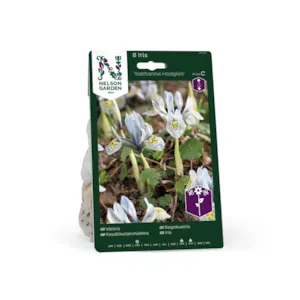 Høstløk iris Katharine Hodgkin