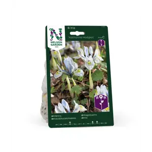 Høstløk iris Katharine Hodgkin