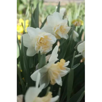 Høstløk edelnarsiss Sweet Desire, bilde 2