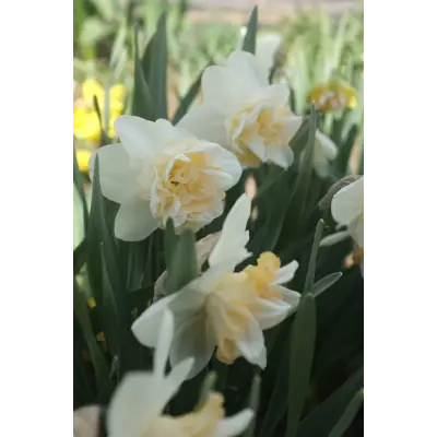 Høstløk edelnarsiss Sweet Desire, bilde 2