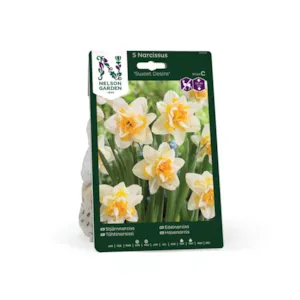 Høstløk edelnarsiss Sweet Desire