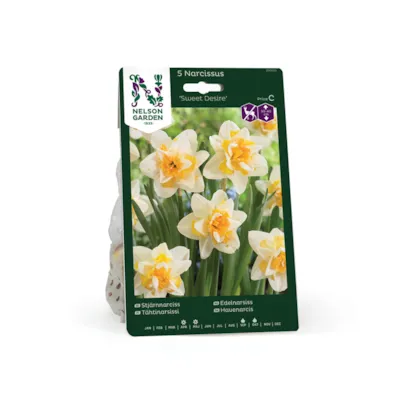 Høstløk edelnarsiss Sweet Desire