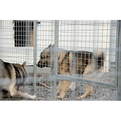 Veggelement til hundegård 120x180cm, bilde 4