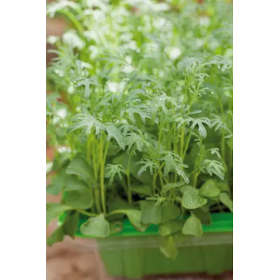 Frø grønnkål MicroLeaf, bilde 2