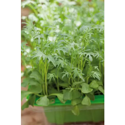 Frø grønnkål MicroLeaf, bilde 2