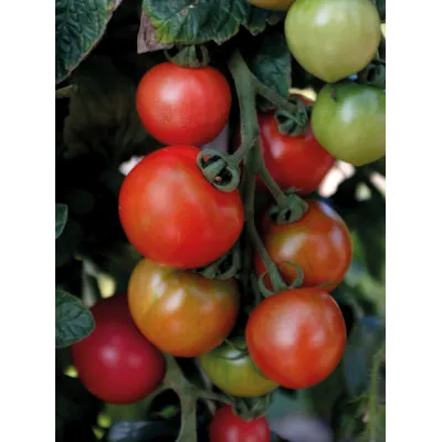 Frø tomat høy Moneymaker, bilde 2