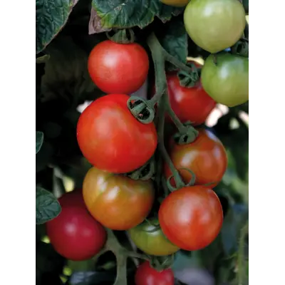 Frø tomat høy Moneymaker, bilde 2