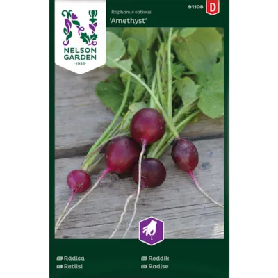 Frø reddik Amethyst