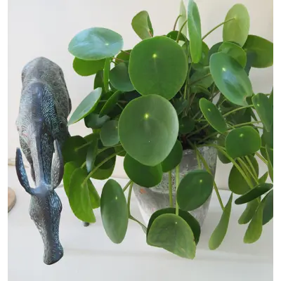 Elefantøre Pilea Peperomides, bilde 2