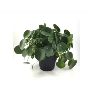 Elefantøre Pilea Peperomides