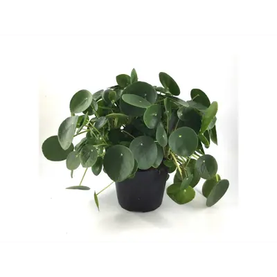 Elefantøre Pilea Peperomides