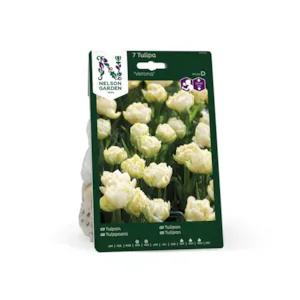 Høstløk tulipan Verona