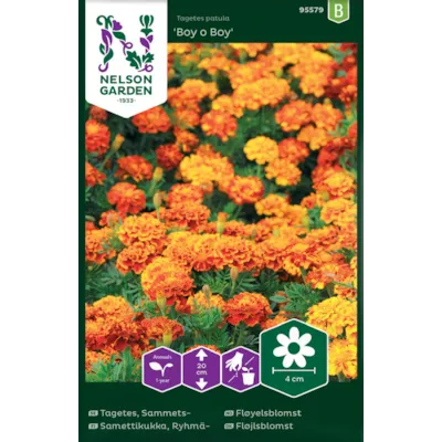 Frø fløyelsblomst Boy o Boy