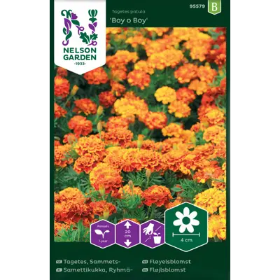 Frø fløyelsblomst Boy o Boy