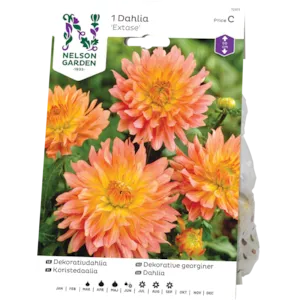 Vårløk dekorative georginer Extase