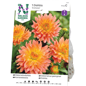 Vårløk dekorative georginer Extase