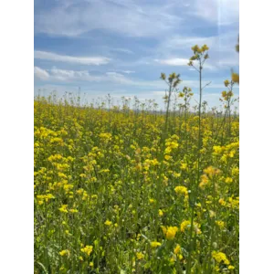 Sinuhe Ubeis Vårrybs 20 kg