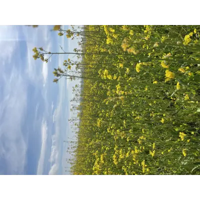 Sinuhe Ubeis Vårrybs 20 kg