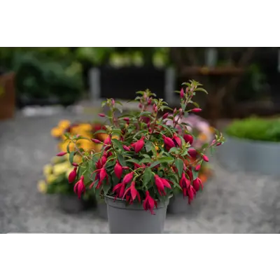 Fuchsia stående standard, bilde 3