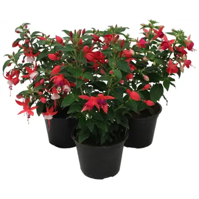 Fuchsia stående standard