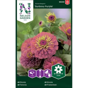 Frø sinnia Sunbow Purple