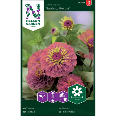 Frø sinnia Sunbow Purple