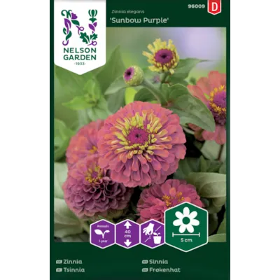 Frø sinnia Sunbow Purple, bilde 2