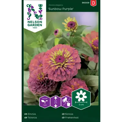 Frø sinnia Sunbow Purple, bilde 2