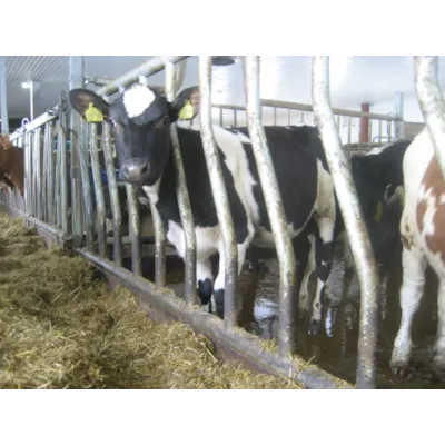 Helsveiset diagonalfront DS-W