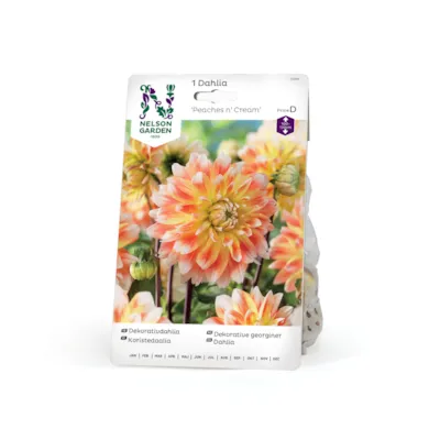 Vårløk dekorative georginer Peaches n' Cream