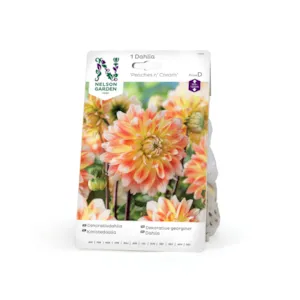 Vårløk dekorative georginer Peaches n' Cream